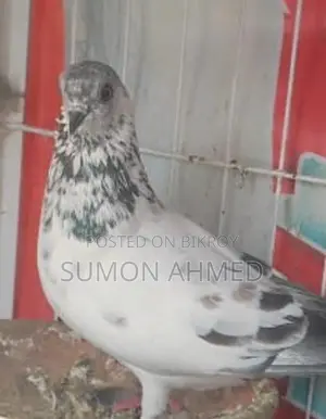 Giribaz Pigeon