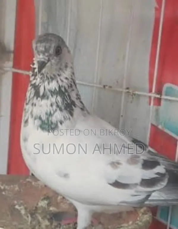 Giribaz Pigeon