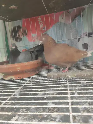 Giribaz Pigeon