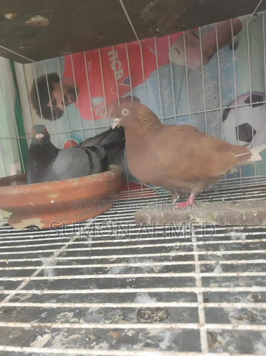 Giribaz Pigeon