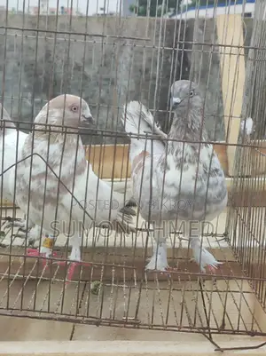 Giribaz Pigeon