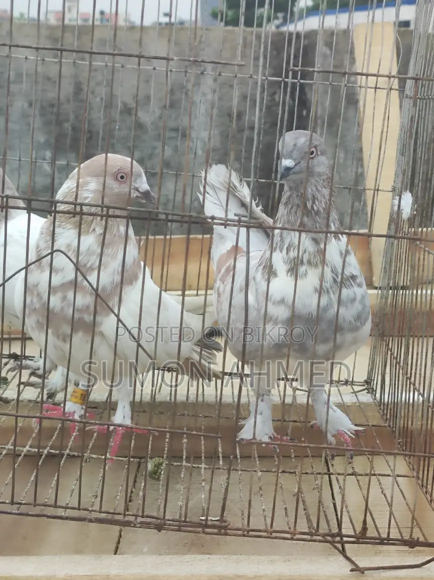 Giribaz Pigeon