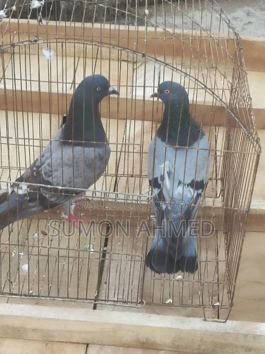 Giribaz Pigeon