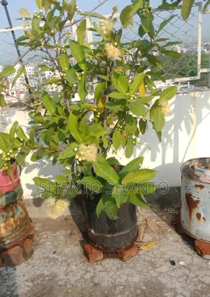 Selling Red Water Apple Tree with Fruits