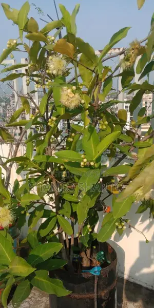 Selling Red Water Apple Tree with Fruits