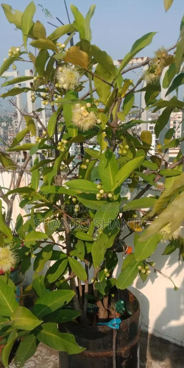 Selling Red Water Apple Tree with Fruits
