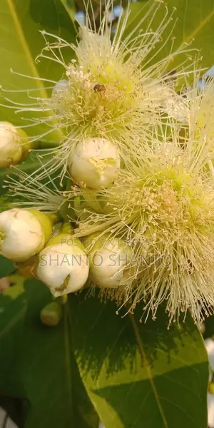 Selling Red Water Apple Tree with Fruits