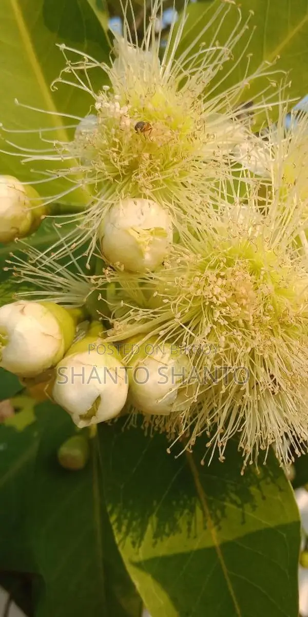 Selling Red Water Apple Tree with Fruits