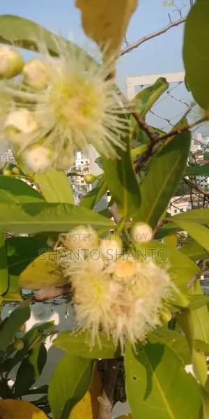 Selling Red Water Apple Tree with Fruits