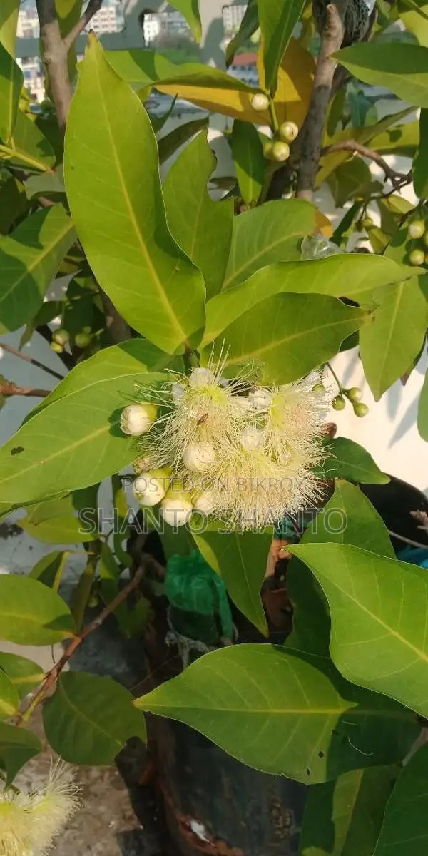 Selling Red Water Apple Tree with Fruits
