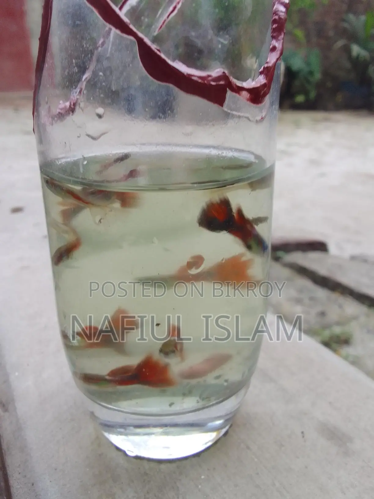 Guppy Fish and Fry