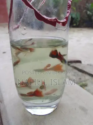 Guppy Fish and Fry
