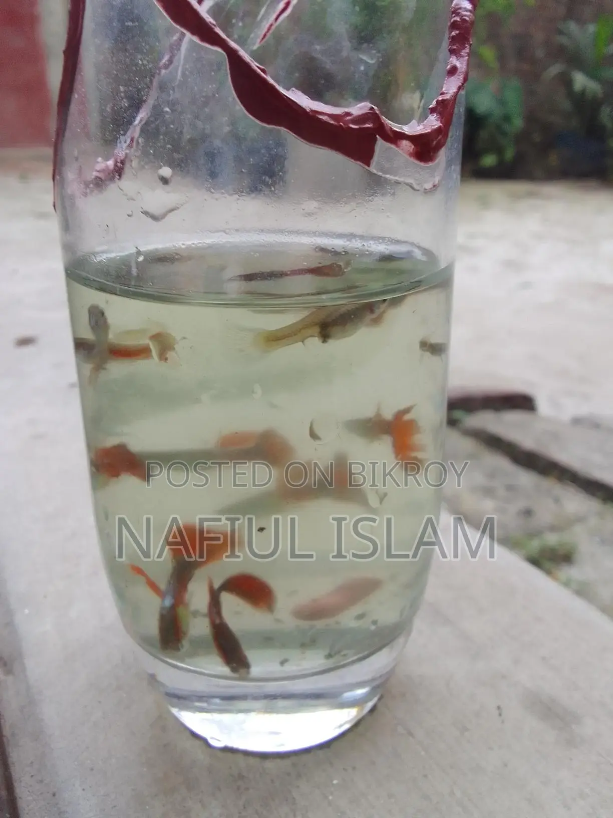 Guppy Fish and Fry