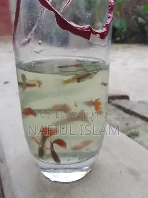 Guppy Fish and Fry