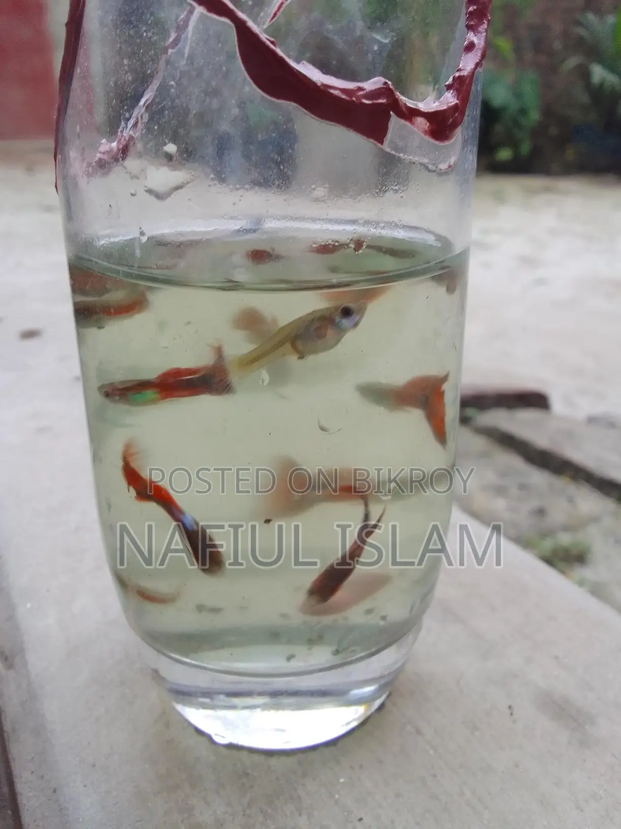 Guppy Fish and Fry