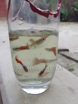 Guppy Fish and Fry
