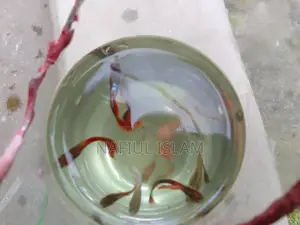Guppy Fish and Fry