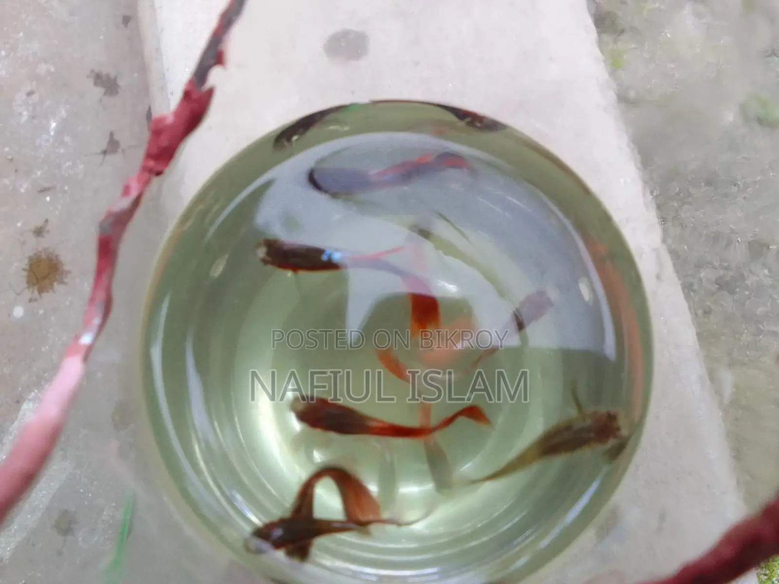 Guppy Fish and Fry