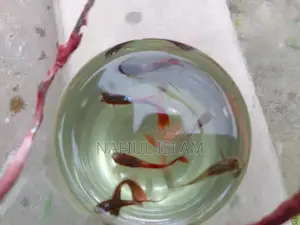 Guppy Fish and Fry