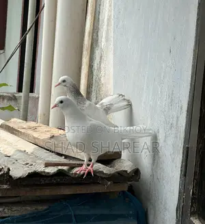 Paira Kobutor