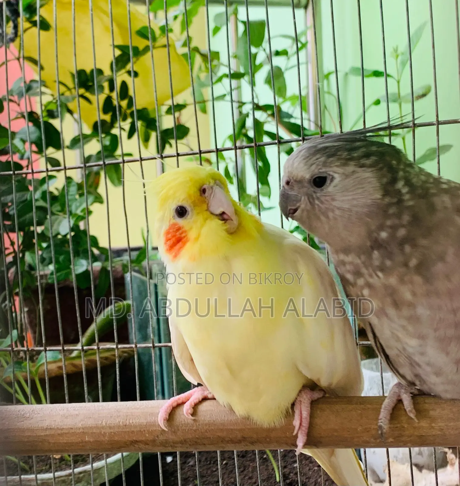 Tame Cockatiel Bird for Sale
