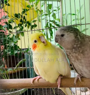 Tame Cockatiel Bird for Sale