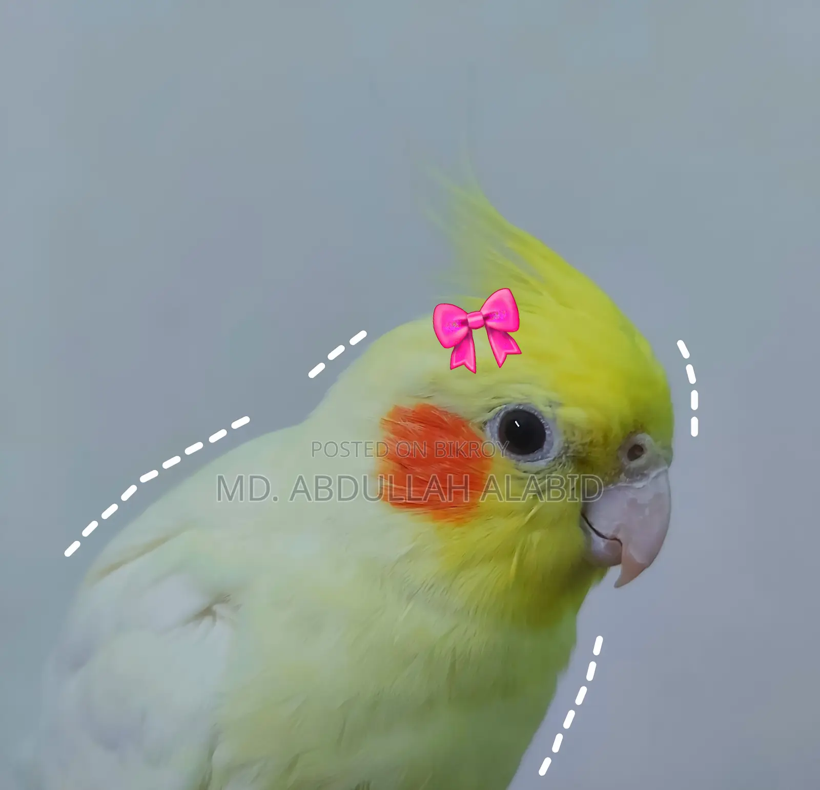 Tame Cockatiel Bird for Sale