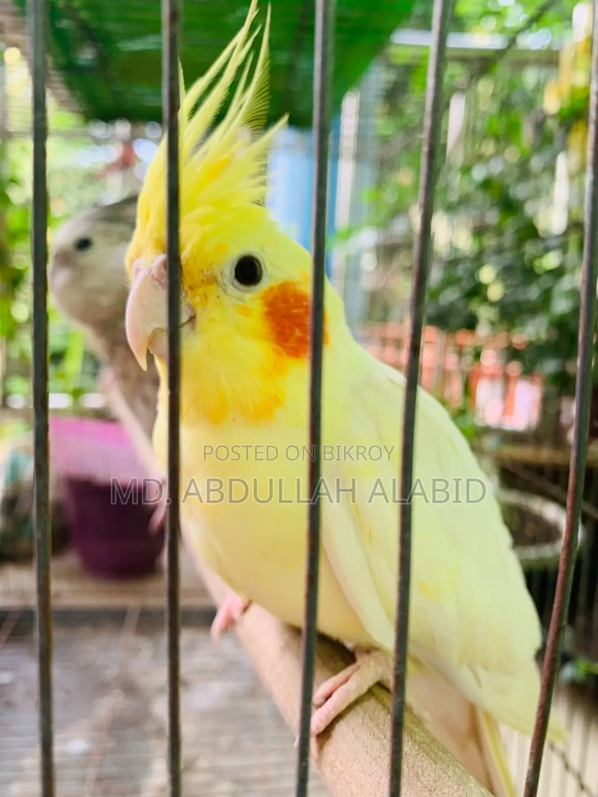 Tame Cockatiel Bird for Sale