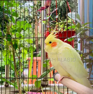 Tame Cockatiel Bird for Sale