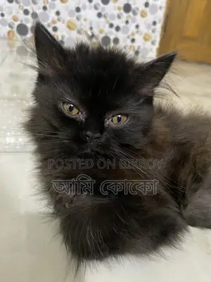 Persian Cat