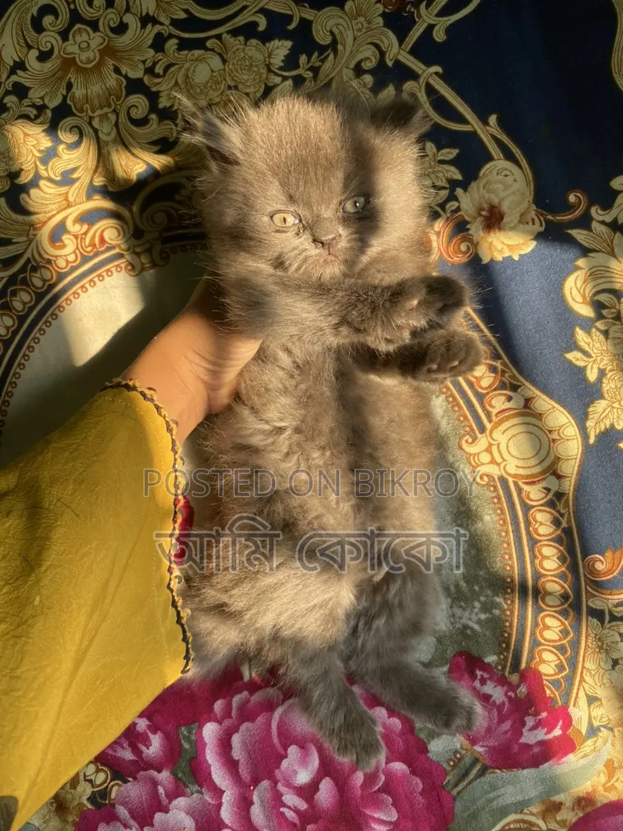 Persian Cat