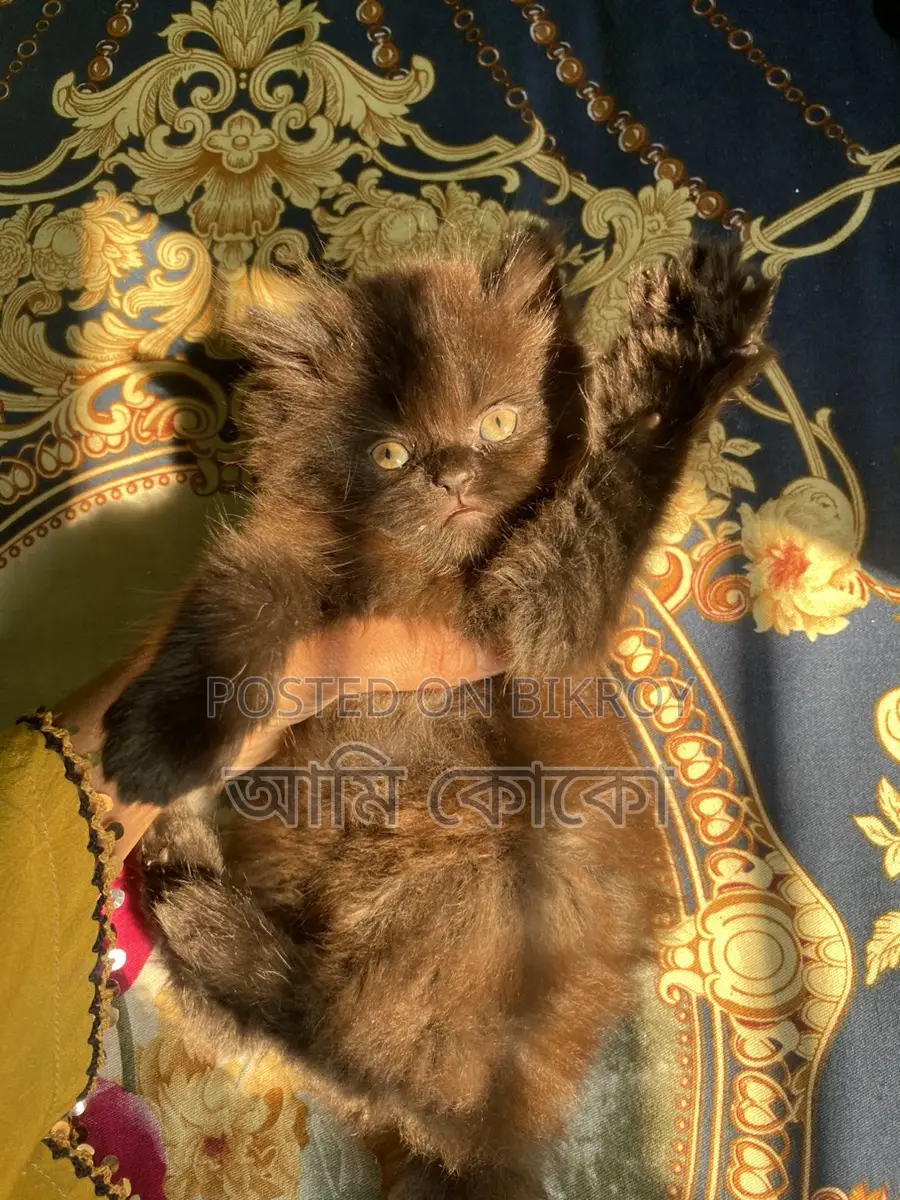 Persian Cat