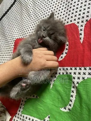 Persian Cat
