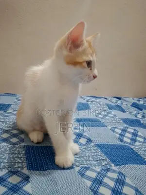 পার্সিয়ান ছেলে বিড়াল