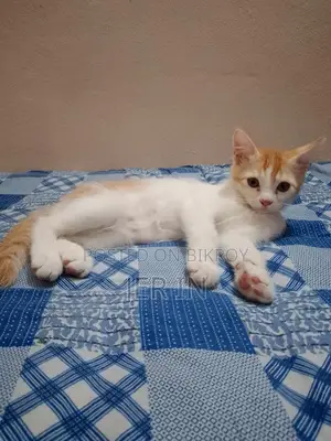 পার্সিয়ান ছেলে বিড়াল