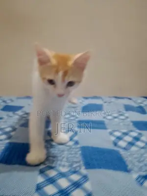 পার্সিয়ান ছেলে বিড়াল