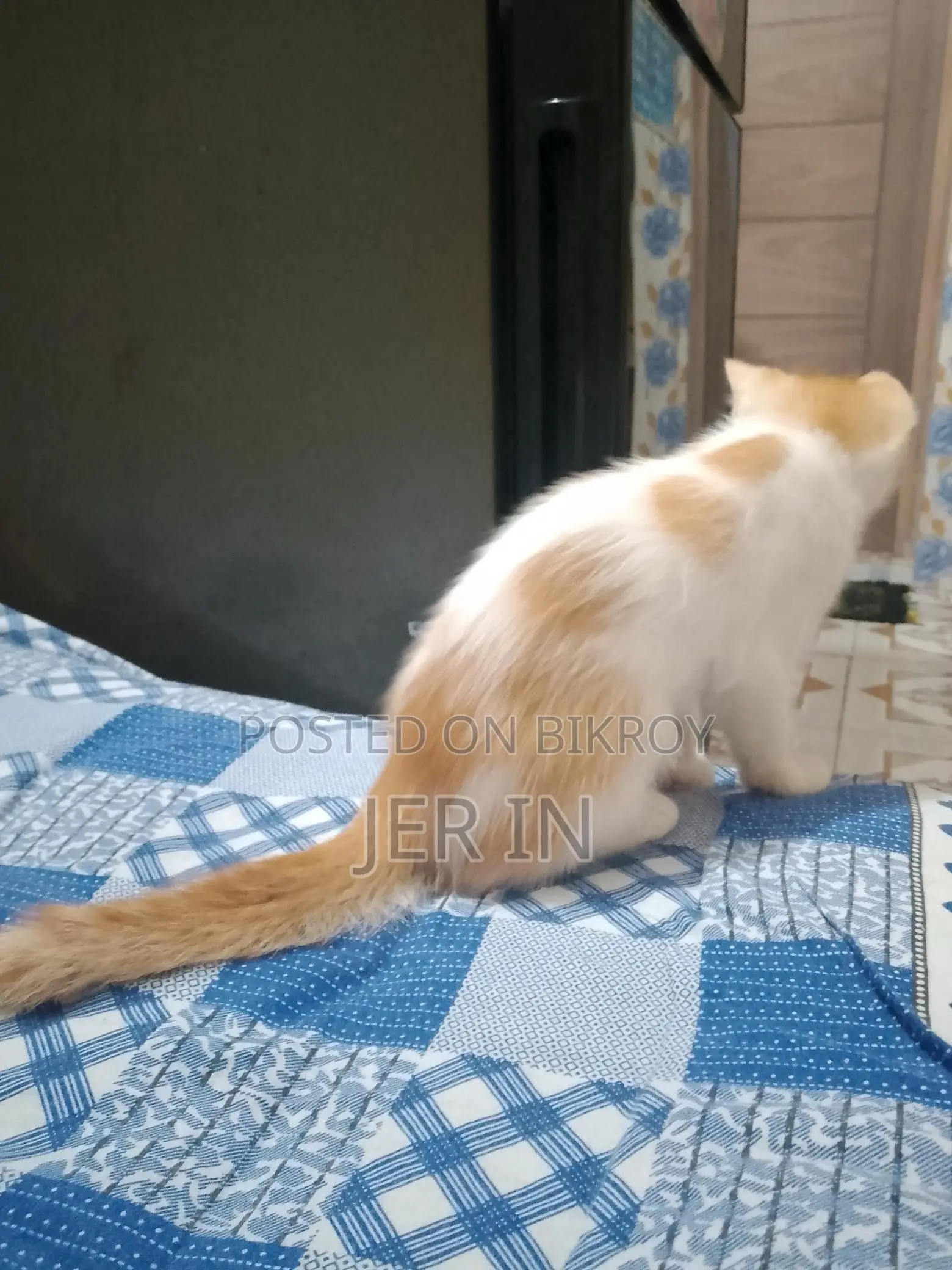 পার্সিয়ান ছেলে বিড়াল
