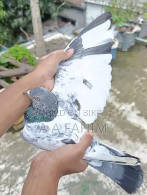 Fahim Bird