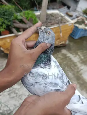 Fahim Bird