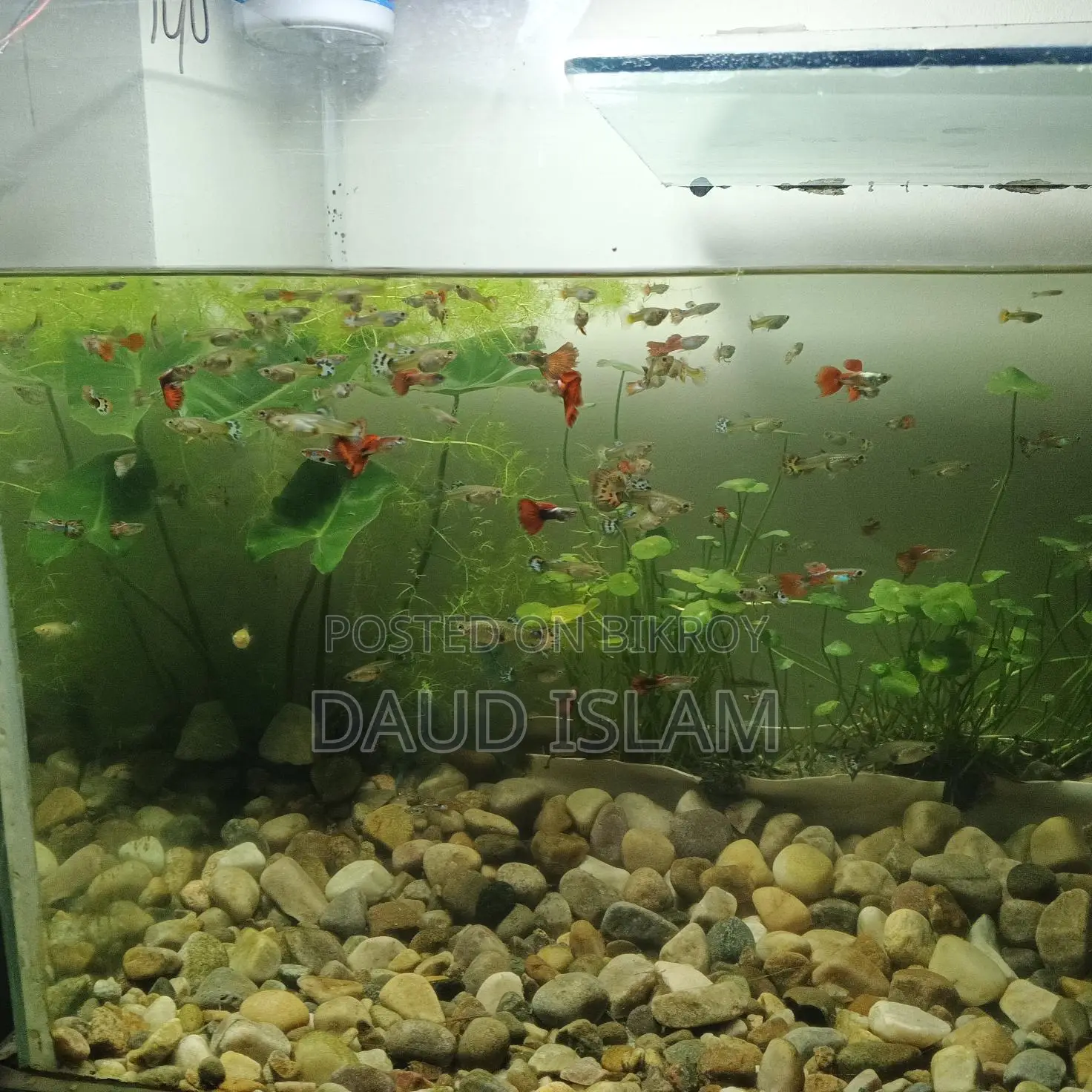 Guppy Fish