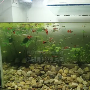 Guppy Fish