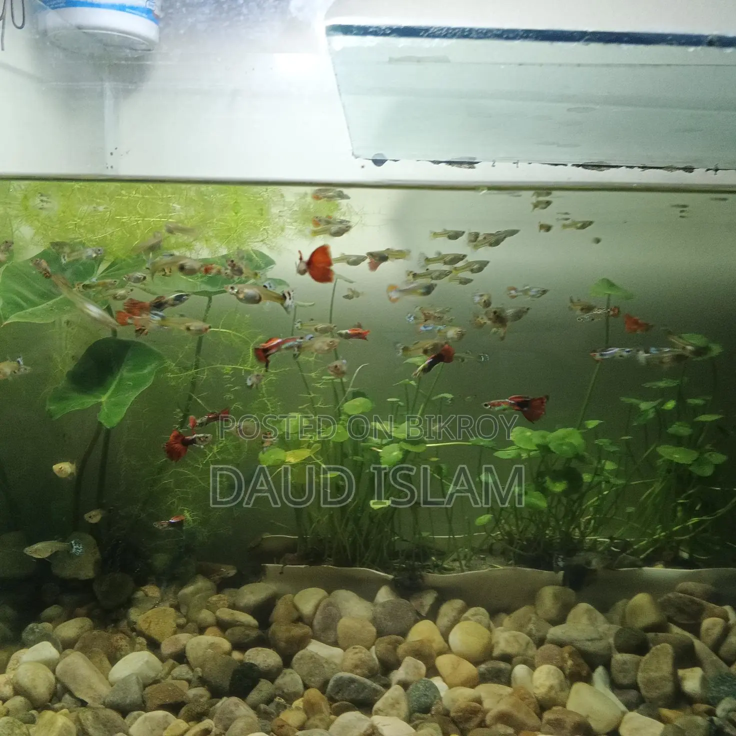 Guppy Fish