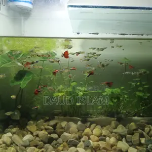 Guppy Fish
