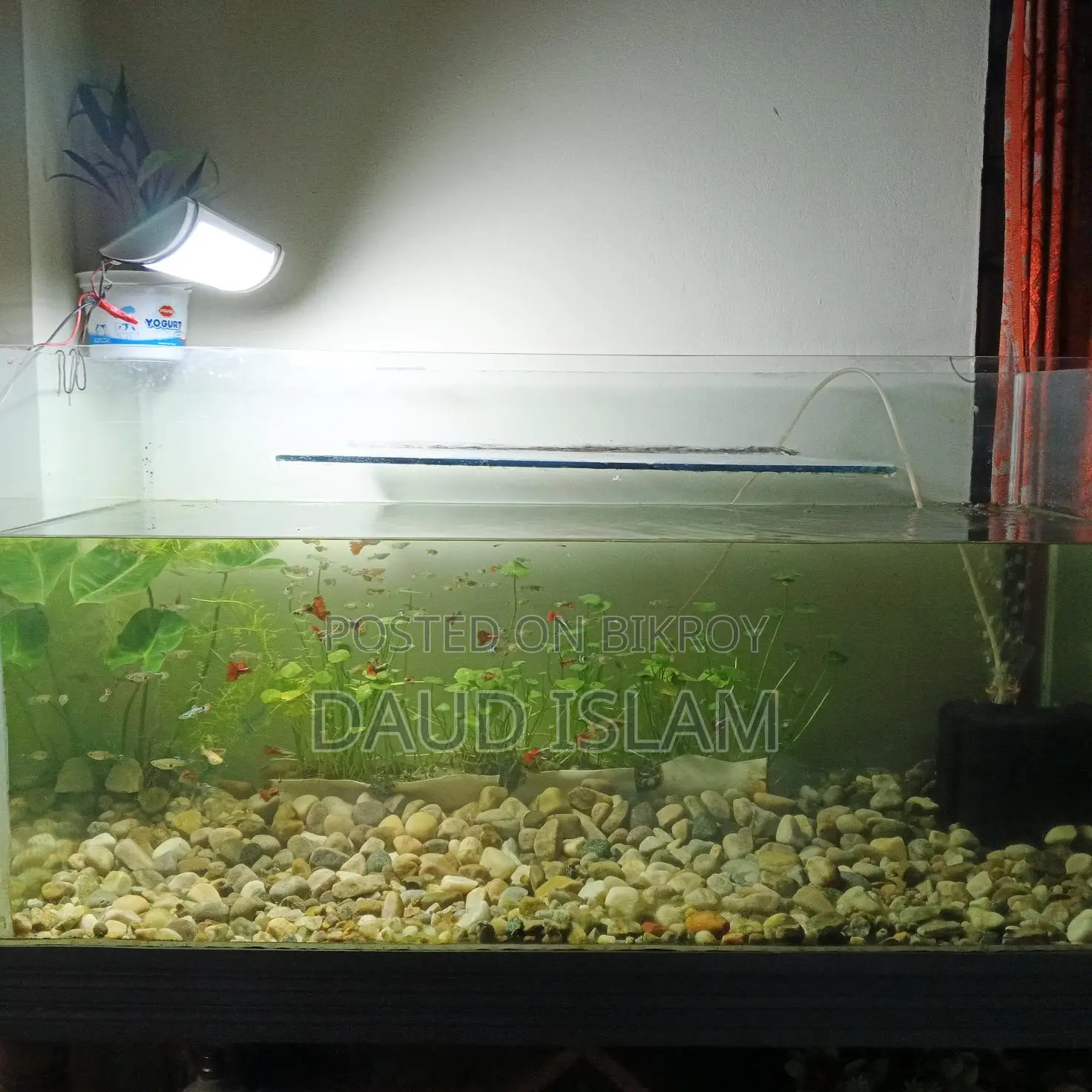 Guppy Fish