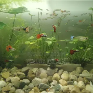 Guppy Fish