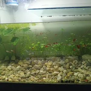 Guppy Fish