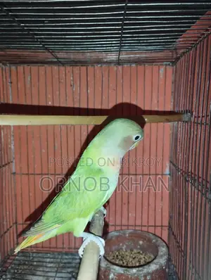 Love Bird