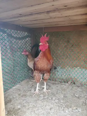 দেশি মোরগ মুরগি হাতবদল হবে