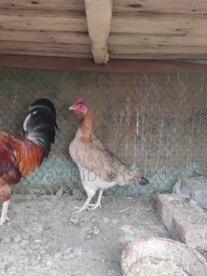 দেশি মোরগ মুরগি হাতবদল হবে