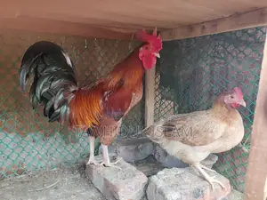 দেশি মোরগ মুরগি হাতবদল হবে